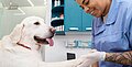Können Hunde sich erkälten?