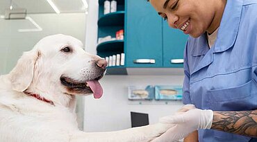 Können Hunde sich erkälten?