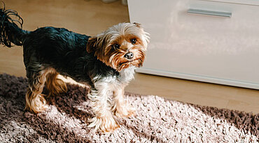 Norwich Terrier