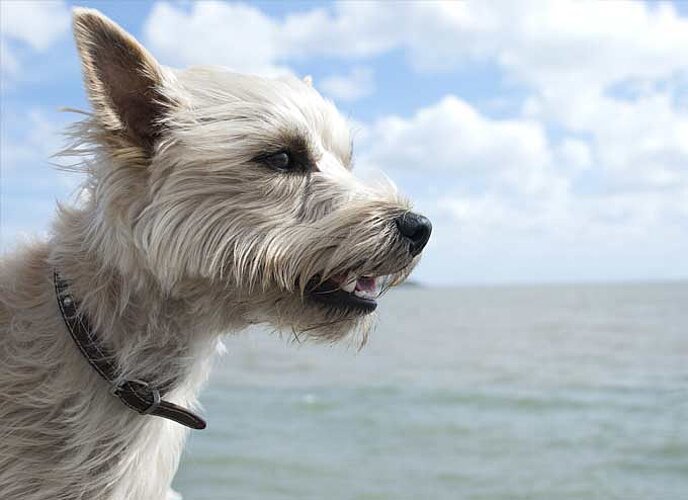 Cairn Terrier