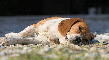 Epilepsie beim Hund