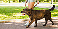 Warum Hunde eine Routine für ihre Spaziergänge brauchen