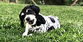 Die Gefahren, die Hunde lauern, die Holzstäbchen kauen