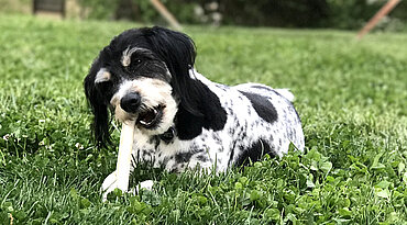 Die Gefahren, die Hunde lauern, die Holzstäbchen kauen