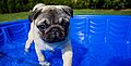 Wie die Hundstage des Sommers die Gesundheit Ihres Haustieres gefährden