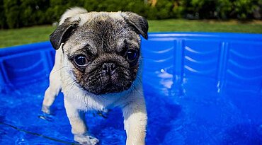 Wie die Hundstage des Sommers die Gesundheit Ihres Haustieres gefährden