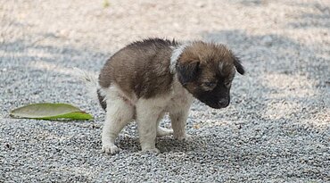 Wie oft sollten Hunde kacken?