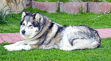 Alaska Malamute