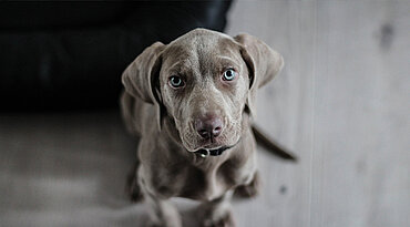 Hunde in der Wohnung  - So bleibt es sauber