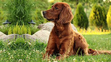 Irish Setter