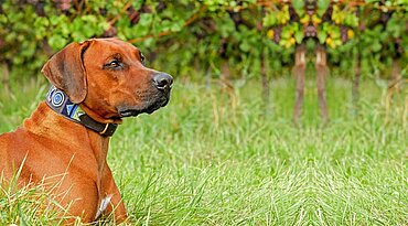 Rhodesian Ridgeback