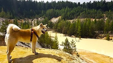 Akita Inu