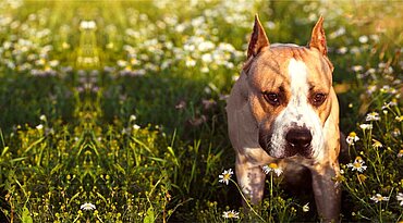 Staffordshire Bull Terrier und Augenkrankheiten