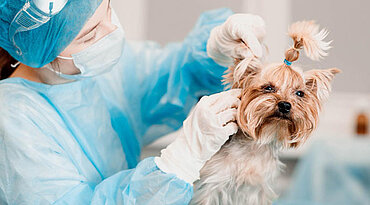 Nierenversagen und überschüssiger Harnstoff im Urin bei Hunden