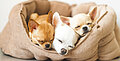 Warum ein gutes Hundebett wichtig ist