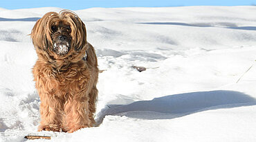 Der Tibet Terrier