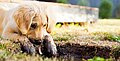 Fakten zum Hundewachstum
