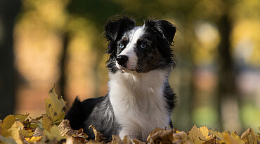 Australian Shepherd - Rasseportrait