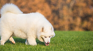 Warum fressen Hunde Gras