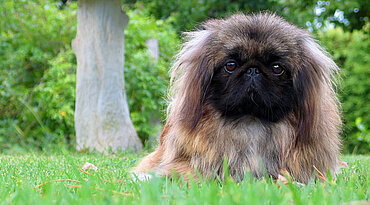 Pekingese - Löwen ähnlicher Wächter