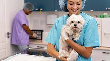 Von-Willebrand-Krankheit bei Hunden
