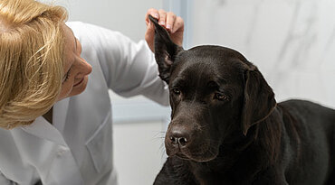 Erkennung, Behandlung und Vorbeugung von Ohrinfektionen bei Hunden