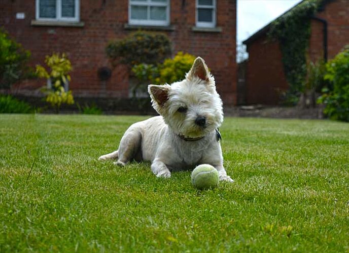 Cairn Terrier