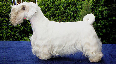 Sealyham Terrier