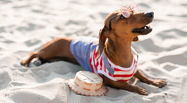 Können Hunde einen Sonnenbrand bekommen?