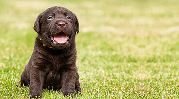 6 Überlegungen vor dem Erwerb eines Labrador Retrievers