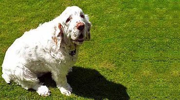 Clumber Spaniel