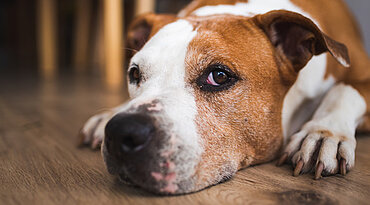 Augenentzündungen bei Hunden