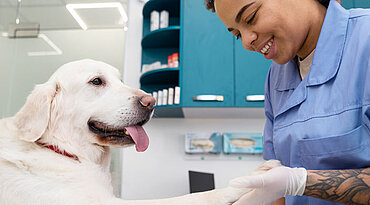 Magenwurminfektion (Physalopterose) bei Hunden
