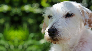 Parson Russell Terrier