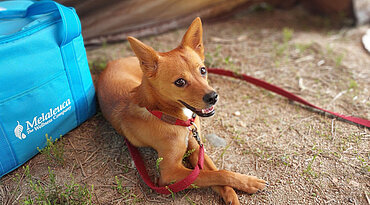 Camping mit dem Hund