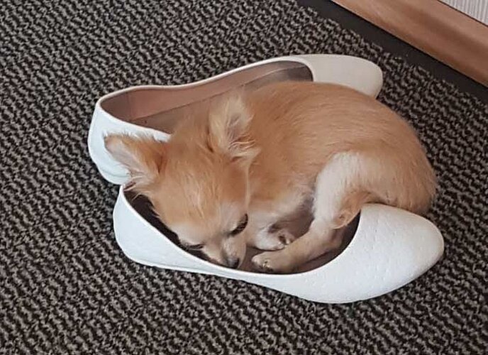 Chihuahua 