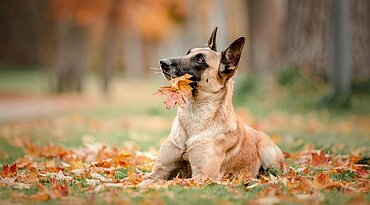 Saisonale Allergien bei Hunden