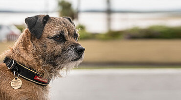 Border Terrier