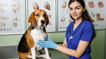 Hundegrippe (Canine Influenza) bei Hunden