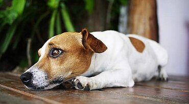 Wie man einem Hund mit Trennungsangst hilft