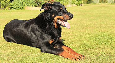 Beauceron - Rasseportrait
