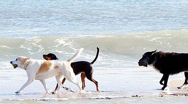 Urlaub mit dem Hund: Vorbereitungen für einen gelungenen Urlaub mit dem Vierbeiner.