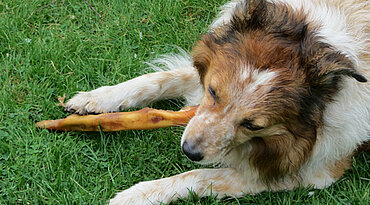 Wie beeinflusst die Ernährung die Gesundheit des Hundes?