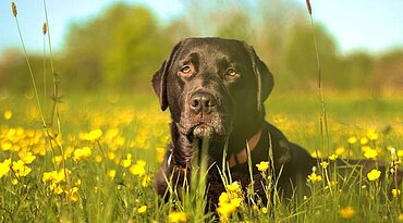 Labrador Retriever