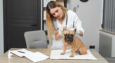 8 Häufige Urinprobleme bei Hunden