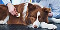 Leberentzündung (granulomatös) bei Hunden