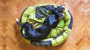 In wenigen Schritten zum richtigen Hundebett