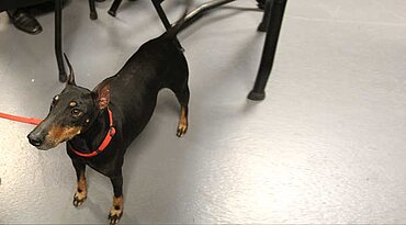 Manchester Terrier