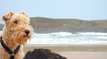 Foxterrier - Dieser Hund hat einen echten Terrier Charakter.