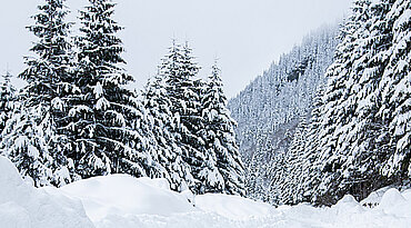 Tipps für die Überwinterung Ihres Hundes